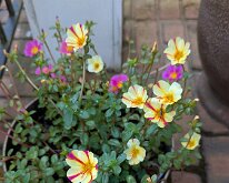 PXL_20250817_160707870.MP Beautiful portulaca on the rear deck
